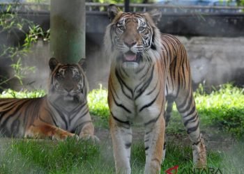 Harimau Sumatera serang warga Palas usai berbuka puasa