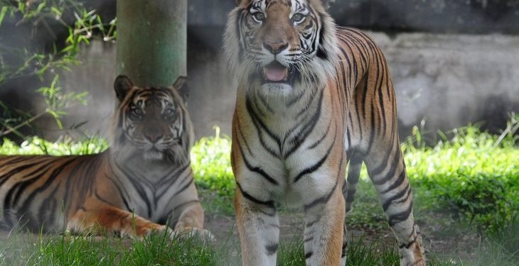 Harimau Sumatera serang warga Palas usai berbuka puasa