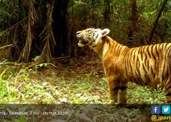 Harimau Sumatera yang Tersisa di Sumut Diperkirakan Hanya 35 Ekor