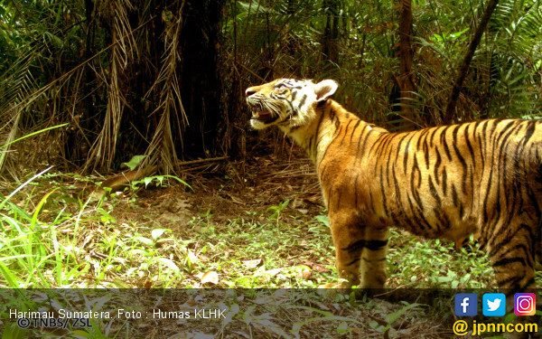 Harimau Sumatera yang Tersisa di Sumut Diperkirakan Hanya 35 Ekor