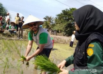 Mahasiswa Polbangtan tanam padi bersama “bule”