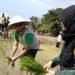 Mahasiswa Polbangtan tanam padi bersama “bule”