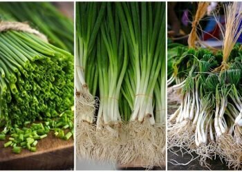 Ini Beda Daun Bawang, Lokio, dan Daun Kucai