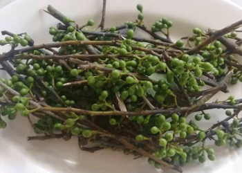 Attarasa Tanaman Khas Batak yang Banyak Guna