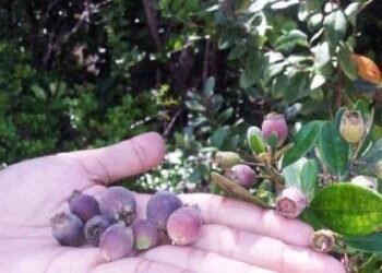 Harimonting, Buah Sotul, Sanduduk, Andaleat Buah Khas Tanah Batak