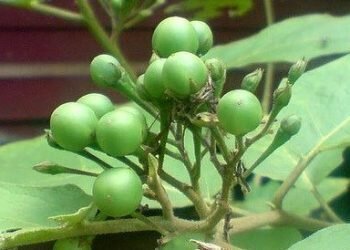 10 Manfaat Rimbang Untuk Kesehatan Tubuh