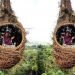 Spot Wisata Ala Sarang Burung di Sidikalang! Ayo Kita Lihat
