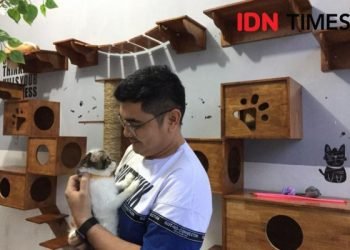 Cat Cafe Medan, Hangout Seru Bareng Kucing Berbagai Ras