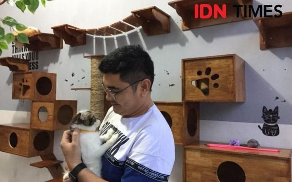 Cat Cafe Medan, Hangout Seru Bareng Kucing Berbagai Ras