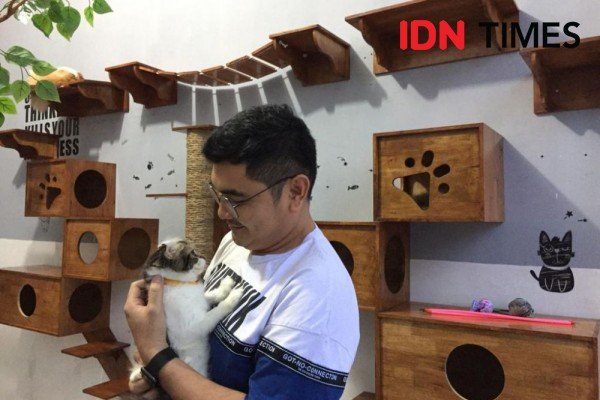 Cat Cafe Medan, Hangout Seru Bareng Kucing Berbagai Ras – BatakPedia