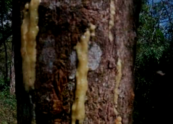 Tobarium, Parfum Kemenyan Berkelas Dunia Hanya di Budidayakan Di Sumut