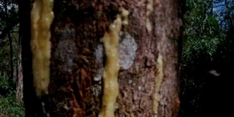 Tobarium, Parfum Kemenyan Berkelas Dunia Hanya di Budidayakan Di Sumut