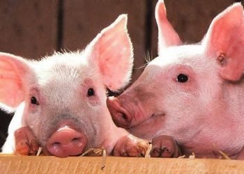 Akibat Virus hog cholera Ternak Babi Mati Terus Meningkat Hingga 10.351 Ekor