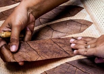 Nasib Tembakau Deli Menyusut dan Akhirnya Redup