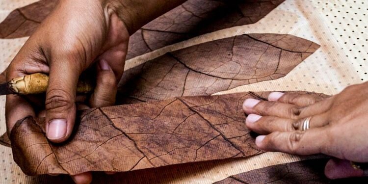 Nasib Tembakau Deli Menyusut dan Akhirnya Redup