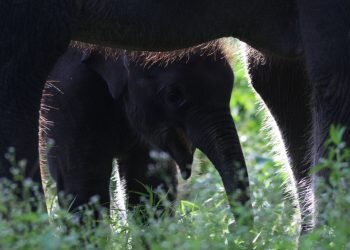 Menemui Gajah Jinak di Tangkahan