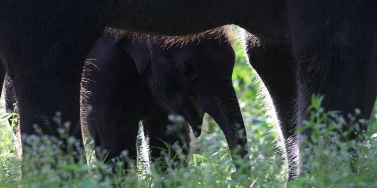 Menemui Gajah Jinak di Tangkahan