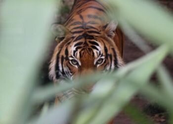 Masyarakat Harap Waspada Harimau Sumatera Berkeliaran di Tapsel