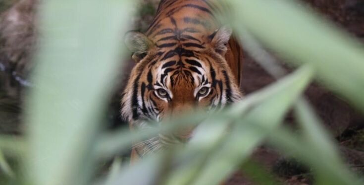 Masyarakat Harap Waspada Harimau Sumatera Berkeliaran di Tapsel