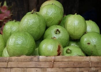 Selain Bika Ambon, Medan Punya Manisan Jambu dan Kacang Sihobuk