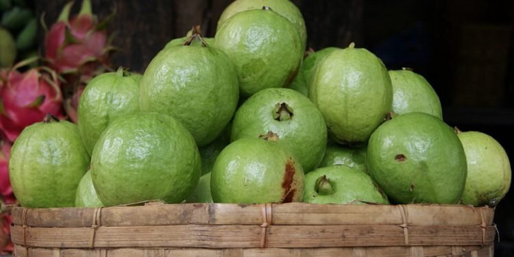 Selain Bika Ambon, Medan Punya Manisan Jambu dan Kacang Sihobuk