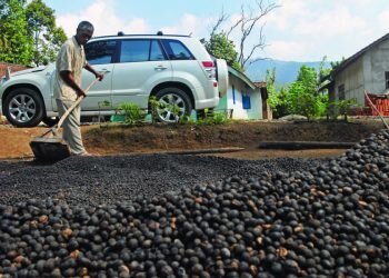 Ini Dia Kopi-Kopi Terbaik dari Sumatera