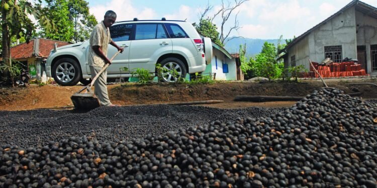 Ini Dia Kopi-Kopi Terbaik dari Sumatera