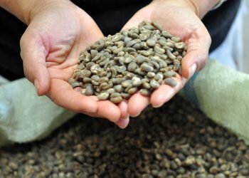 Kopi Lintong, Kopi Khas Toba Yang Mendunia