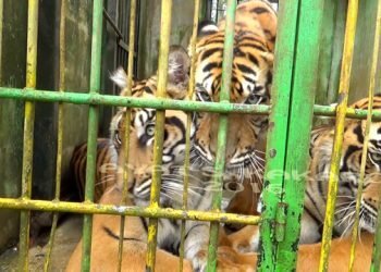 Permainan Tradisional Rimau Langkat Sumatera Utara