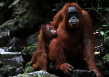 Menyusuri Hutan Demi Menyapa Orangutan di Bukit Lawang