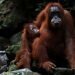 Menyusuri Hutan Demi Menyapa Orangutan di Bukit Lawang