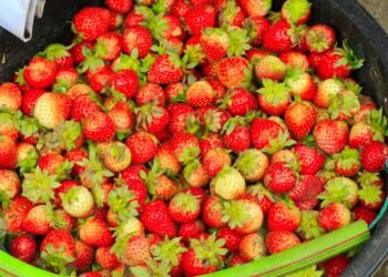 Pajak Buah Berastagi, Surganya Buah Segar Tanah Karo