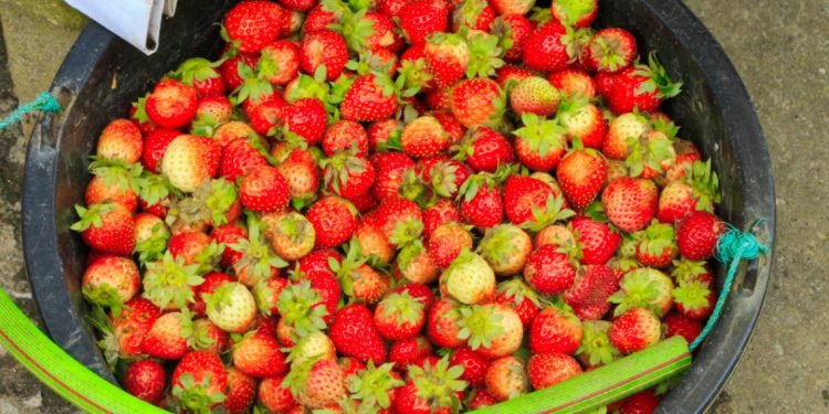 Pajak Buah Berastagi, Surganya Buah Segar Tanah Karo