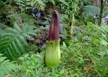 Bunga Bangkai Langka Mekar di Sibolangit