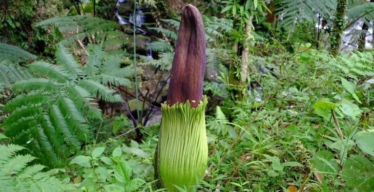 Bunga Bangkai Langka Mekar di Sibolangit