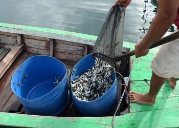 Menurunnya Populasi Ikan Pora-pora Akibat Pencemaran Danau Toba