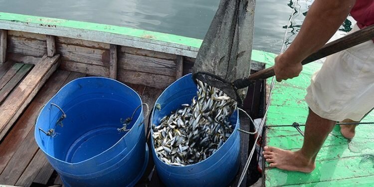 Menurunnya Populasi Ikan Pora-pora Akibat Pencemaran Danau Toba