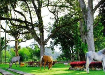 Lokasi Wisata Alam Armaya Nature Pancuran Batu