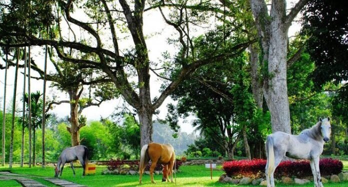 Lokasi Wisata Alam Armaya Nature Pancuran Batu