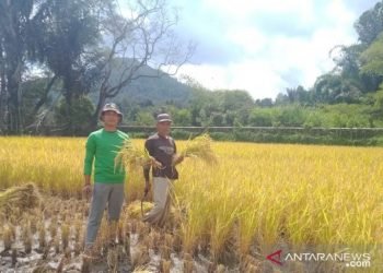 Maksimalisasi ketahanan pangan, Mahasiswa Polbangtan Medan bantu petani Toba Samosir panen padi