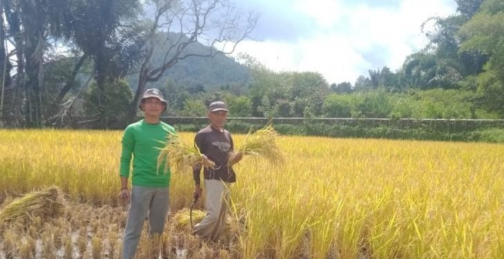 Maksimalisasi ketahanan pangan, Mahasiswa Polbangtan Medan bantu petani Toba Samosir panen padi