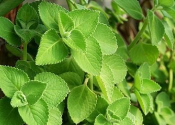 Tradisi Suku Batak, Konsumsi Daun Ini Mampu Tingkatkan Produksi ASI