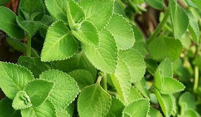 Tradisi Suku Batak, Konsumsi Daun Ini Mampu Tingkatkan Produksi ASI