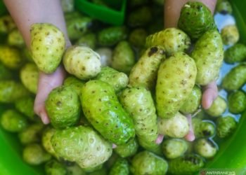 Bangun pusat riset herbal di Toba, Luhut gandeng dua kampus  China