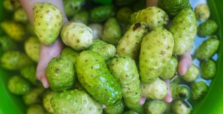 Bangun pusat riset herbal di Toba, Luhut gandeng dua kampus  China