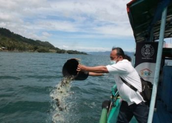 Seratus ribu benih nila ditabur di Danau Toba