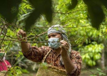 Andaliman rempah eksotik dari Tanah Batak