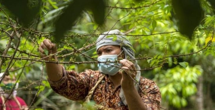 Andaliman rempah eksotik dari Tanah Batak