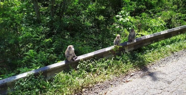 Kera di lintas Parapat berpotensi tingkatkan wisata Danau Toba
