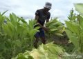 Petani di lereng Gunung Sinabung kembangkan tembakau berkualitas